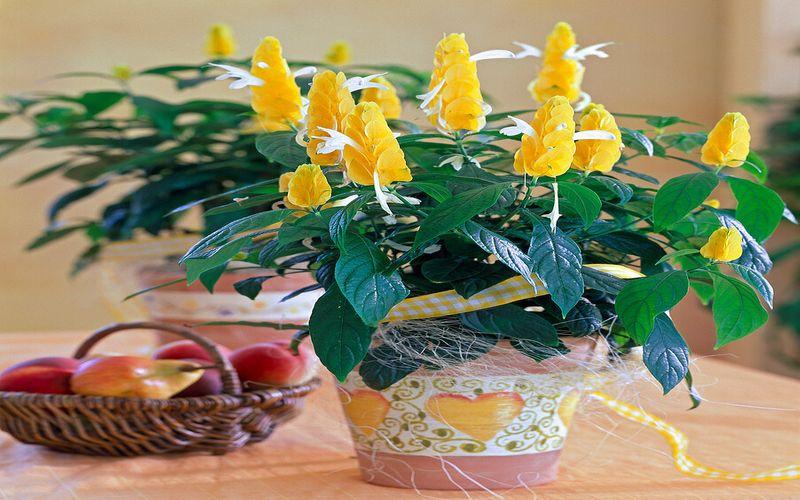 Shrimp plant