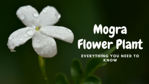 Mogra Flower Plant