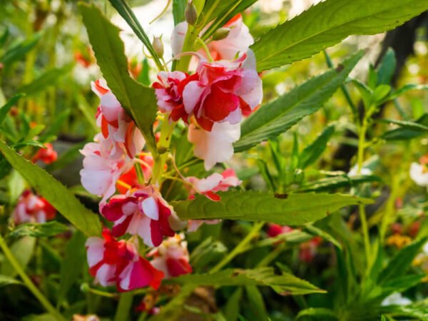 how quickly does balsam plant grow