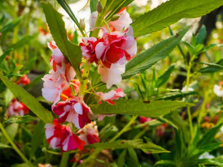 how to grow balsam plant outdoors