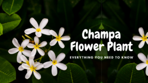 Champa Flower Plant