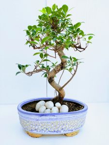 Ficus Bonsai Tree 10 Years