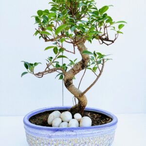 Ficus Bonsai Tree