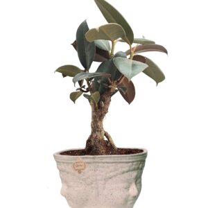 Rubber Plant / Rubber Fig