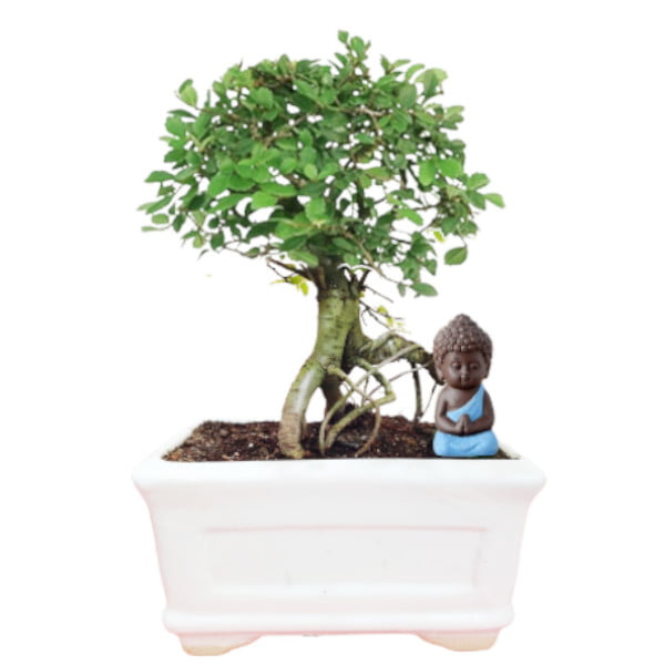 elm bonsai tree sohin 