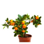 orange plant bonsai fruit tree