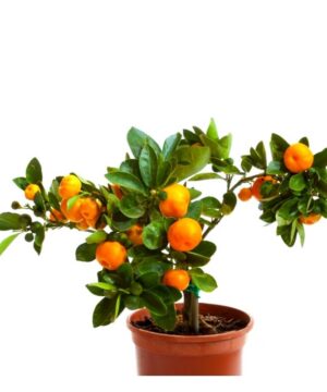 orange plant bonsai fruit tree