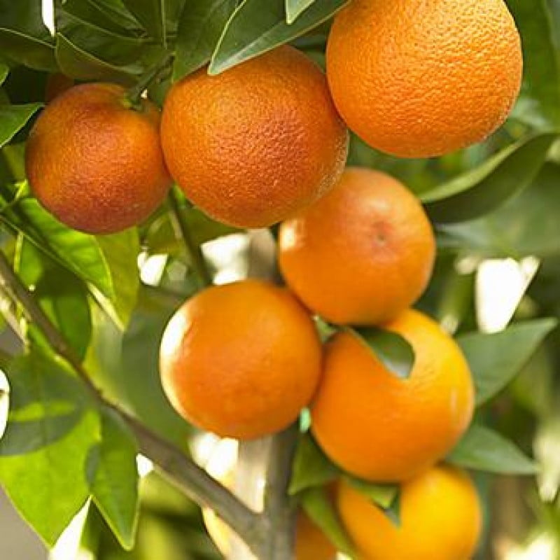 orange plant bonsai fruit