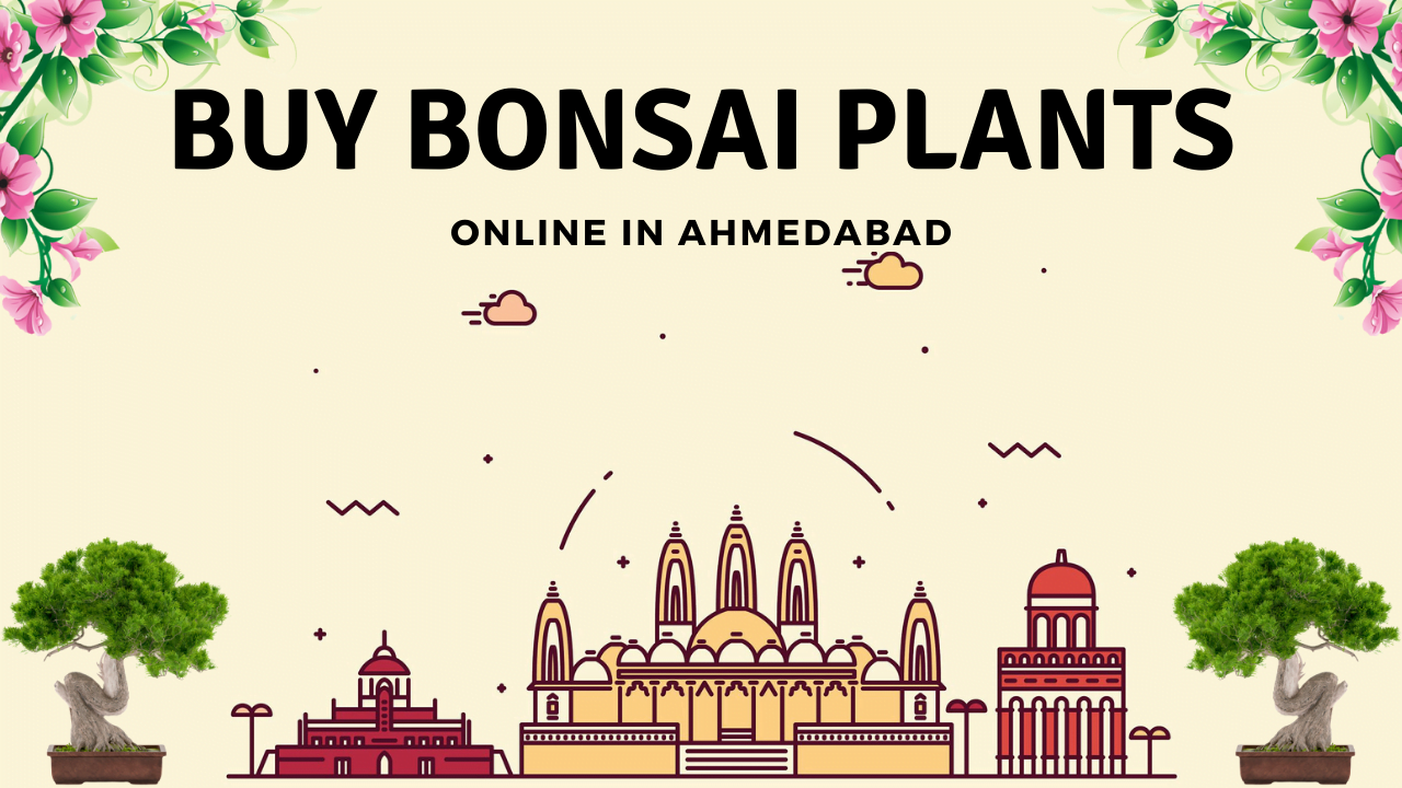 bonsai plants in Ahmedabad