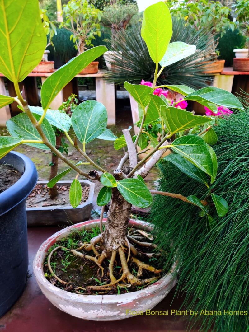 banyan bonsai tree