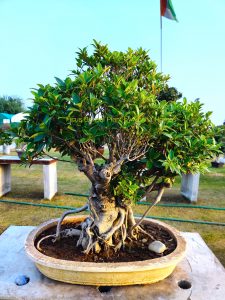 Ficus Bonsai Tree Online