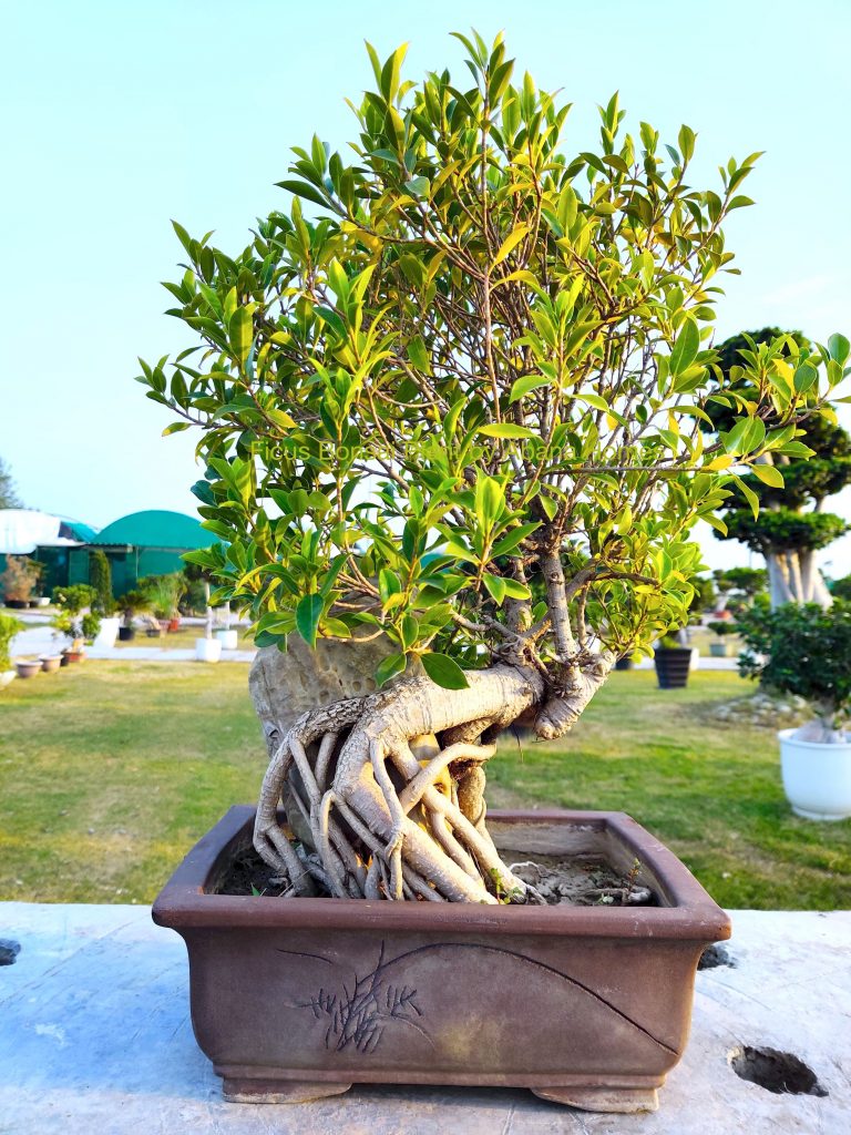 Exclusive Single Bonsai Gallery - Abana Homes