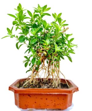 Serissa Bonsai Plant for Sale