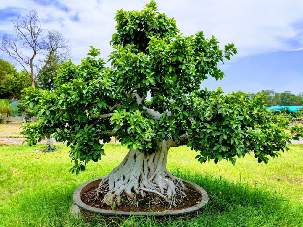 bonsai tree ficus