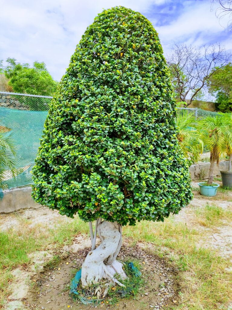 bonsai tree ficus