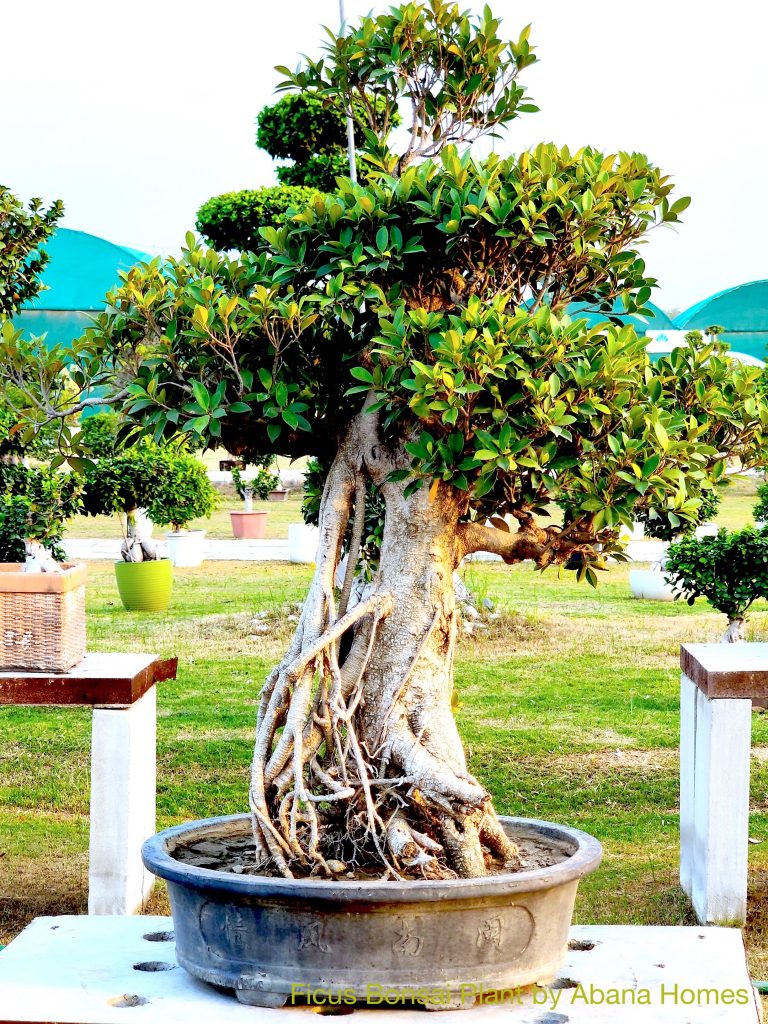 Bonsai Tree for Garden