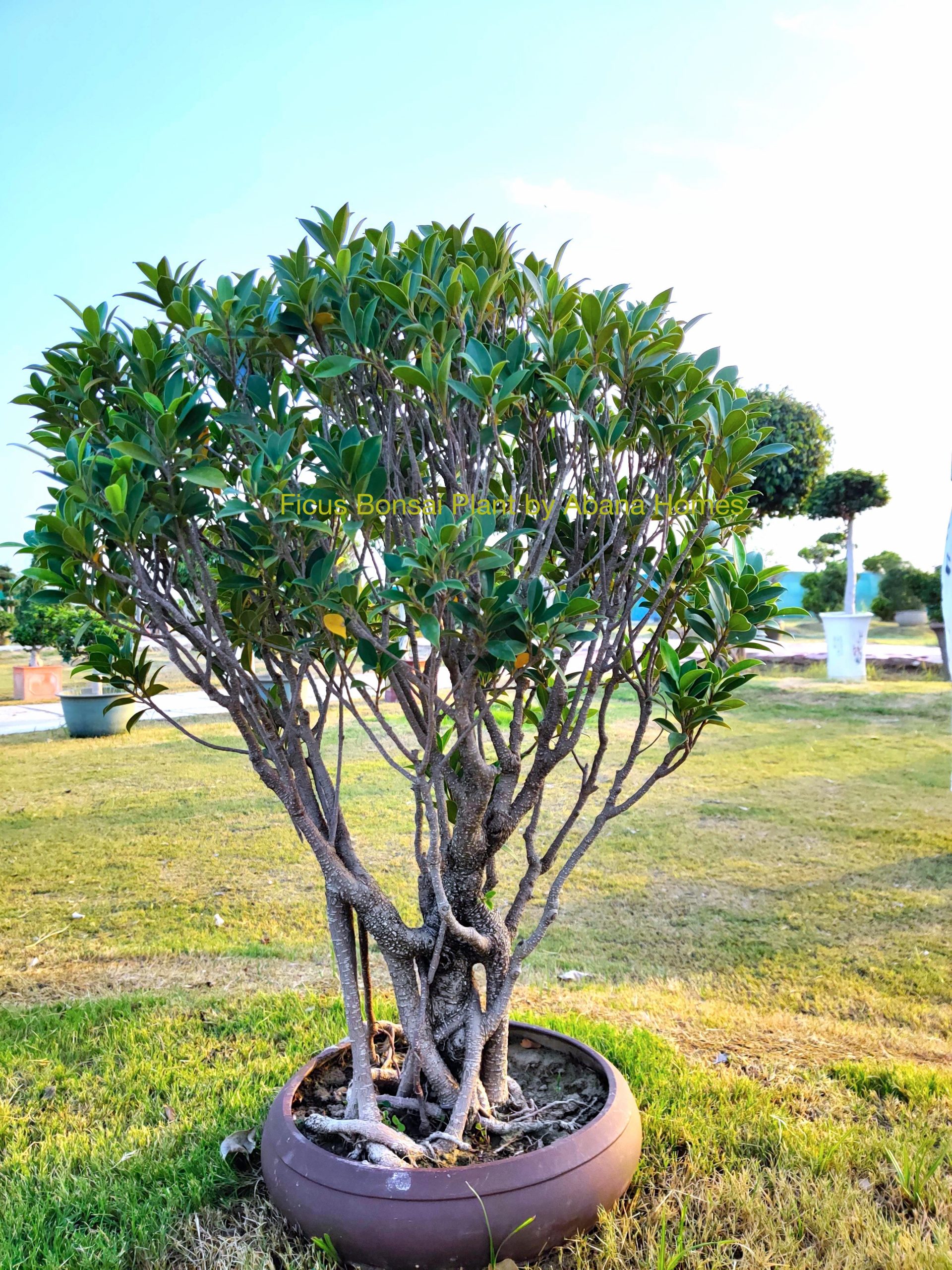 terrace garden bonsai tree