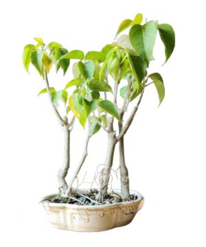 ficus sheila bonsai