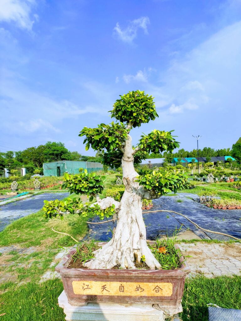 bonsai tree ficus