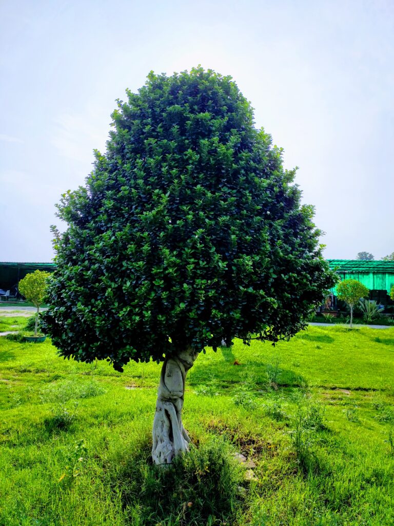 ficus tree bonsai abana homes-8