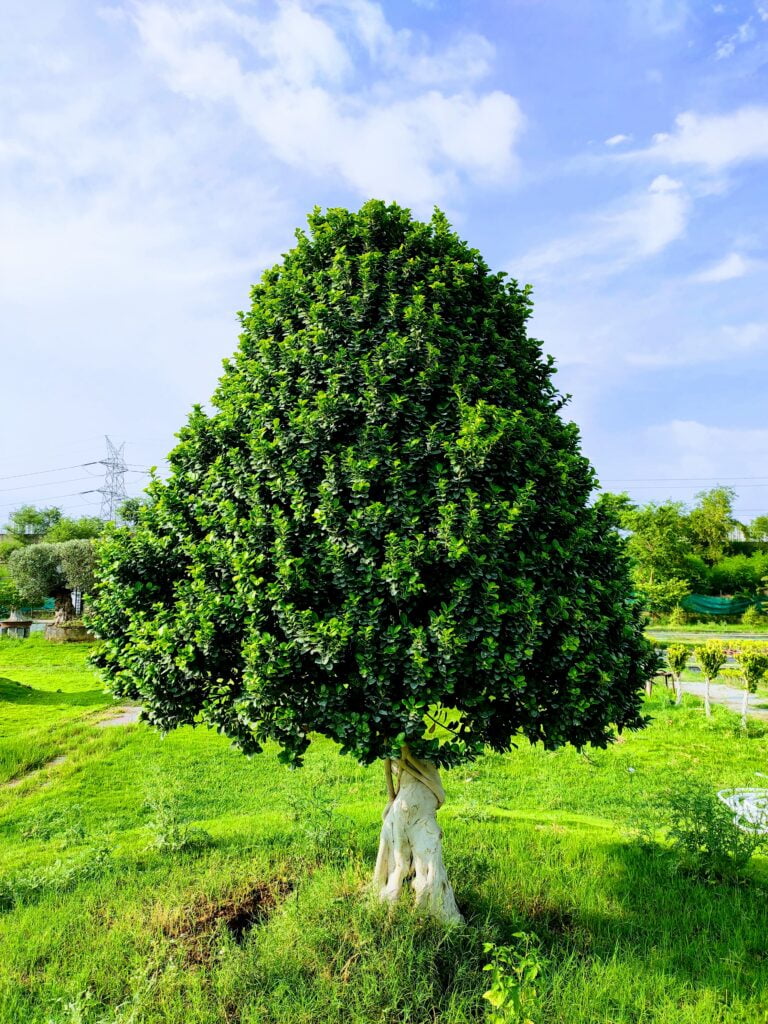 ficus tree bonsai abana homes-8