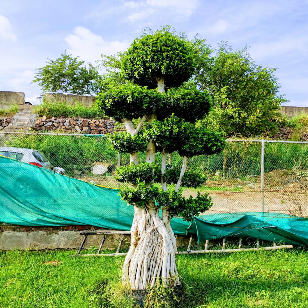 bonsai tree ficus