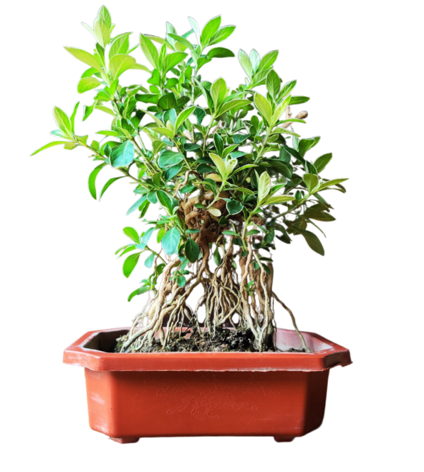 Serissa Mame Bonsai Plant With Exposed Roots