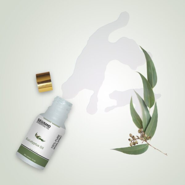 Eucalyptus Essential Oil - 100% Pure & Organic