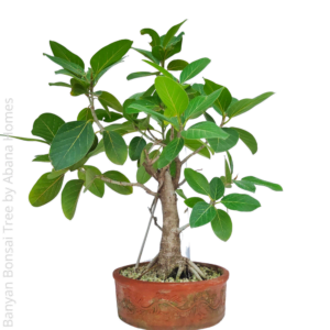 banyan tree bonsai