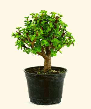 Top 15 Most Expensive Bonsai Trees In The World