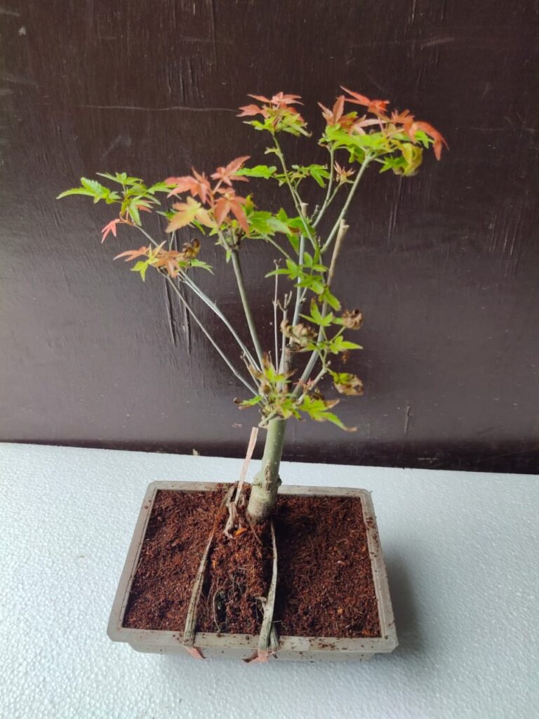 japanese maple bonsai