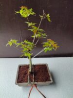 japanese maple bonsai