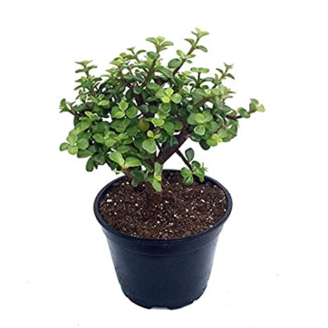 Jade Bonsai Plant