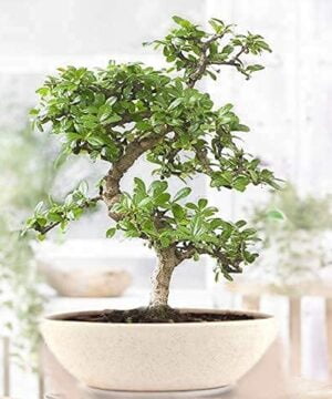 Carmona bonsai tree