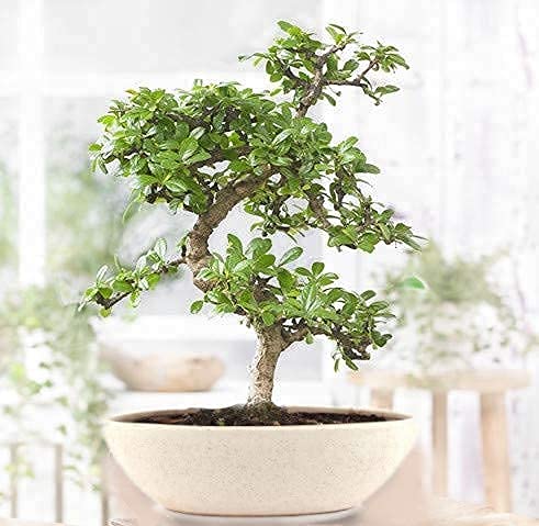 Carmona bonsai tree