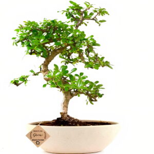 Carmona Bonsai Tree for living room