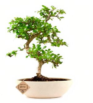 Carmona Bonsai Tree for living room