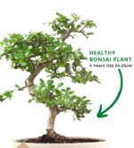 Carmona bonsai plants by abana homes.jpg