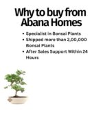 Carmona bonsai plants by abana homes.jpg