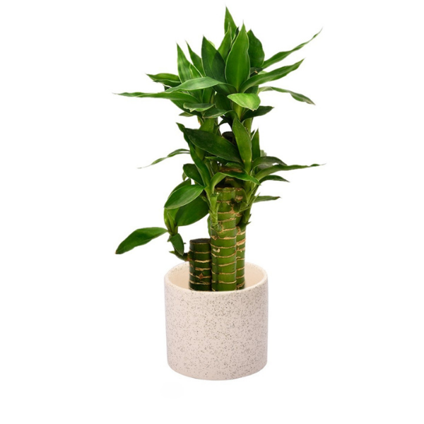 Get this beautiful and textured ceramic bonsai pot