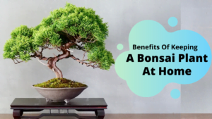 Bonsai Plant Benefits