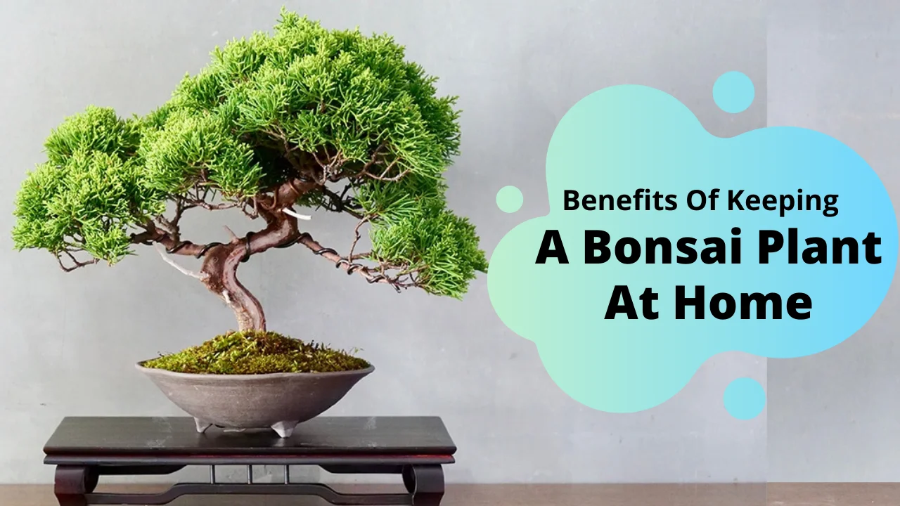 The Ultimate Guide to Bonsai Trees for the Bonsai-Curious