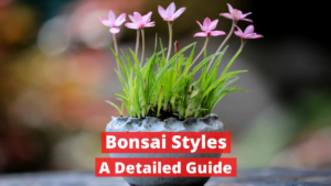 Bonsai Styles