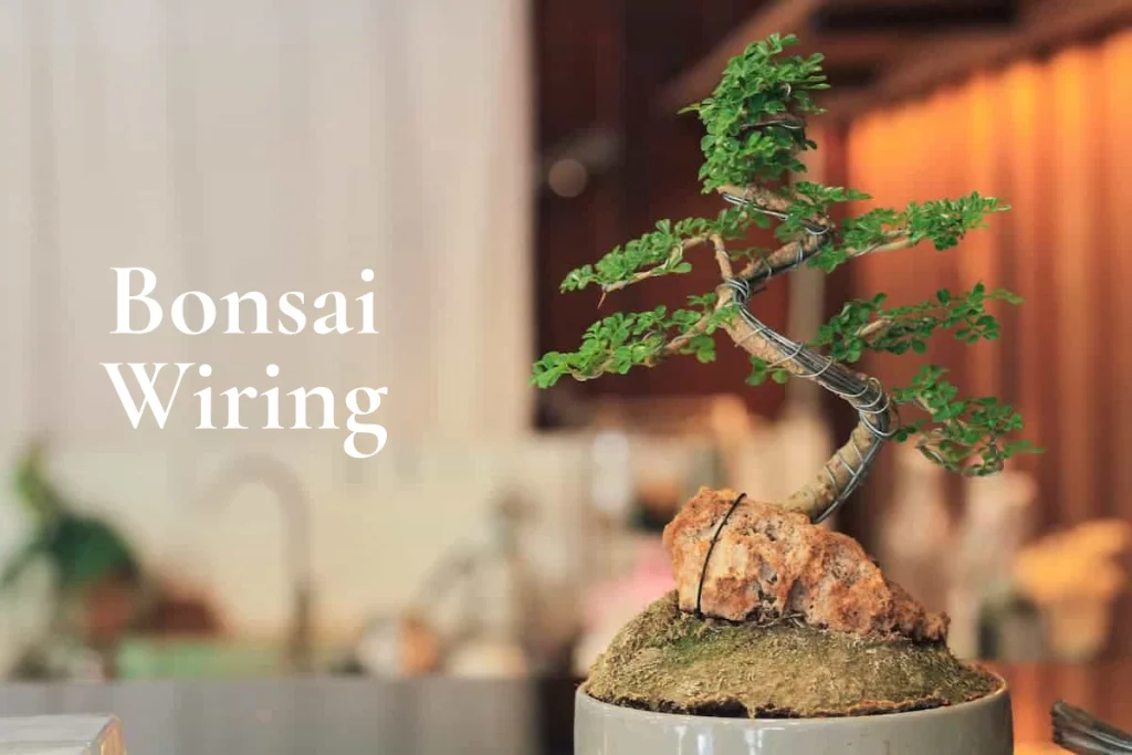 How To Wire A Bonsai Tree: A Complete Beginners Guide