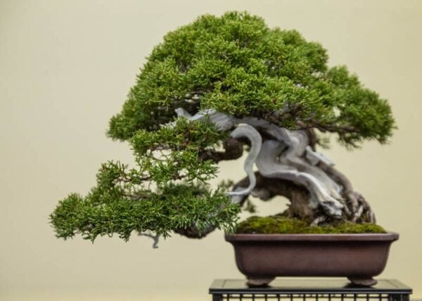 10 Oldest Bonsai Trees in the World