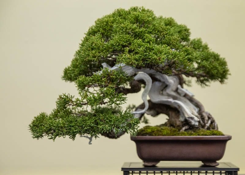 Top 10: Oldest Bonsai Trees in the World