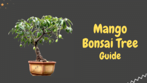 Mango Bonsai Tree