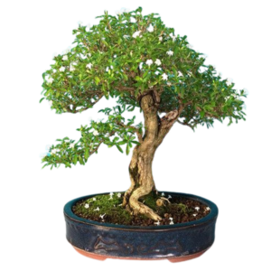 Big Bonsai Tree