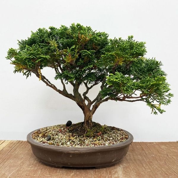 Top 10: Oldest Bonsai Trees in the World