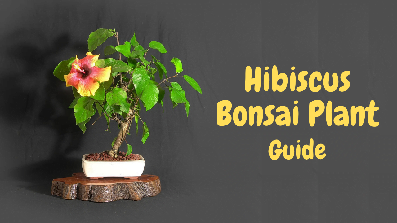 hibiscus bonsai